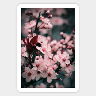 Sakura - Japanese Cherry Tree Blossoms Sticker